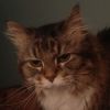 JSON Wizard